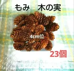 もみの木の実 23個 約4cm位　松ぼっくり　もみ　クリスマス✨③