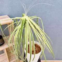 現品　トックリラン　ノリナ　斑入り　30番　観葉植物　ドライガーデン　希少 現品 トックリラン ノリナ 斑入り 30番 観葉植物 ドライガーデン