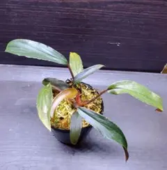 Bucephalandra motleyana Miri 大型になる選別濃色個体 - メルカリ