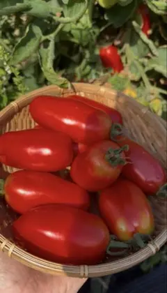 イタリアントマト サンマルツァーノ 正味1.8kg 農薬不使用 調理用のサムネイル
