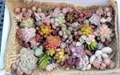 多肉植物詰め合わせA 寄せ植えセット ちまちま寄せにも
