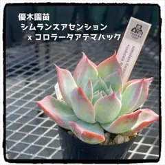 多肉植物エケベリア 優木園苗 シムランスアセンションx コロラータアテマハック