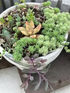 ティンカーベル64様 リクエスト 2点 まとめ商品