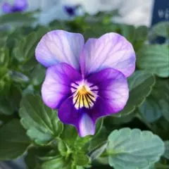 2025年最新】ビオラ 苗 マイガールの人気アイテム - メルカリ