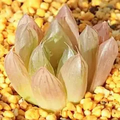 多肉植物　ハオルチア　オブツーサ錦　花火　I-31