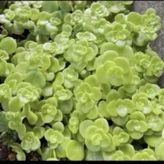 R❁⃘*.゜様 リクエスト 4点 まとめ商品