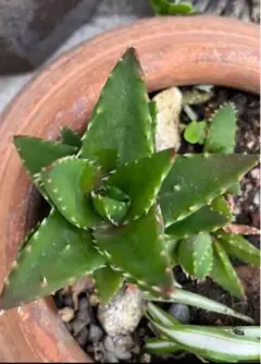 えみふる様 リクエスト 3点 まとめ商品