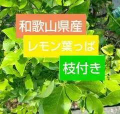 和歌山県産 レモンの葉 枝付き45枚⤴②