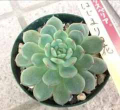 専用出品です♡ 多肉植物葉挿し苗セット☆匿名配送 2025年最新】多肉植物 葉挿しの人気アイテム - メルカリ