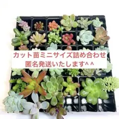 匿名発送　多肉植物カット苗 ミニサイズ　いろいろ入った多肉弁当！ 詰め合わせ⭐︎