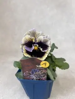 suzumama20様 リクエスト 2点 まとめ商品