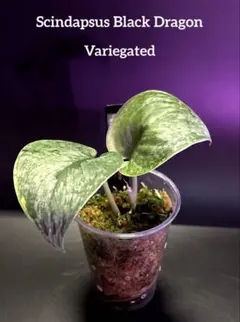 ブルコレ様 リクエスト 2点 まとめ商品