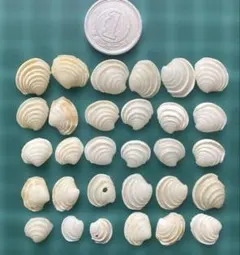 天然貝殻　素材　2枚貝　ケーキシェル　ハナガイ