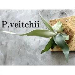 hamu様 リクエスト 2点 まとめ商品