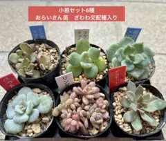 シムランスアセンションxリンゼアナ【おらいさん・青札】 シムランスアセンションxリンゼアナ【おらいさん・青札】