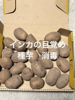 kicco様 リクエスト 2点 まとめ商品