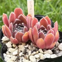 多肉植物 センペルビウム トリステ - メルカリ