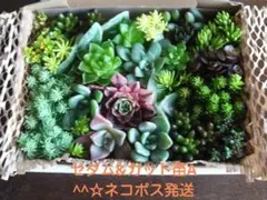 セダム&カット苗A☆^^ネコポス発送