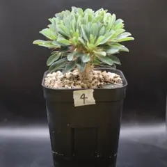 【鉢付】4 ユーフォルビア　ギラウミニアナ　塊根植物　コーデックスのサムネイル