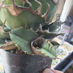 2026年最新】メリクロン アガベの人気アイテム - メルカリ