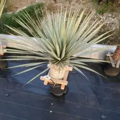 2026年最新】マルデヌベスの人気アイテム - メルカリ