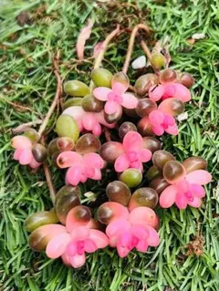 bebe-momo-0620様 リクエスト 3点 まとめ商品