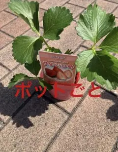 いちご　苗いちご苗　やよいひめ　甘いいちご