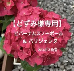 2026年最新】紫陽花パリジェンヌの人気アイテム - メルカリ
