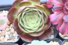 アエオニウム・銅花順錦2点セット - メルカリ