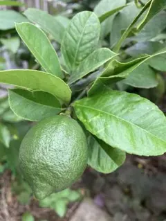 【無農薬】　レモンの葉　40枚　枝付き含む　匿名配送