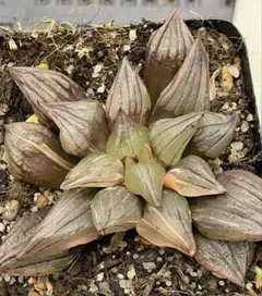 け*ん様 多肉植物　ハオルチア アトロフスカミュータント錦　極上斑　超美品のサムネイル