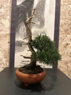 【中品　糸魚川真柏盆栽】 　 ⭕山採りがこの価格⁉️ 糸魚川真柏