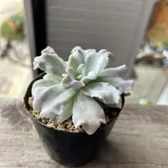 ひとみ様 リクエスト 2点 まとめ商品