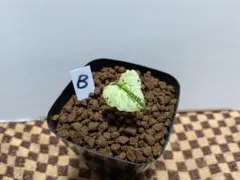 2026年最新】品種名：カンアオイ その他観葉植物の人気アイテム - メルカリ