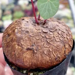 ステファニア　エレクタ　塊根　多肉植物　大　1株　3号鉢のサムネイル