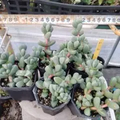多肉植物 レーマニー 抜き苗 3個セット - メルカリ