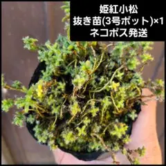 Emi0531様 リクエスト 2点 まとめ商品