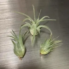 けゃそ様専用 イオナンタ ロン他3点セット チランジア エアープランツ