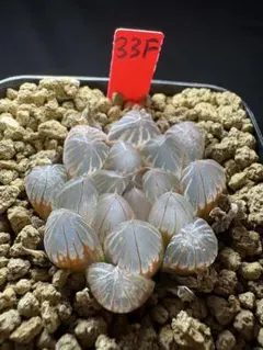 美株】ハオルチア 斑入り 観葉植物 多肉植物 - メルカリ