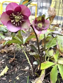 さかえ様 リクエスト 2点 まとめ商品