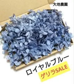 다이치 팜이 세분화되었습니다!프리저브드 플라워 수국 기둥 (로얄 블루)