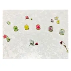 砂糖漬け＊かすみ草のピアス