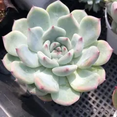 りぺっち様 リクエスト 5点 まとめ商品