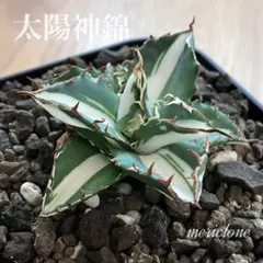【クリスマスセール】♯13 活着間近　大きめ　アガベ　太陽神錦　白中斑　TC サービス品 【鉢ごと発送】速達 アガベ 太陽神錦 白中斑 TC - メルカリ