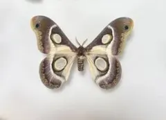 【希少産地】ギフチョウ♂♀標本★鳥取県鳥取市産★ 53/54mm 美麗標本・貴重 希少産地】ギフチョウ♂♀標本☆鳥取県鳥取市産☆ 53/54mm 美麗標本
