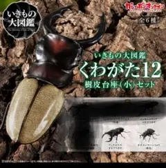 いきもの大図鑑 くわがた 11 樹皮台座 (小) セット 4種 - メルカリ