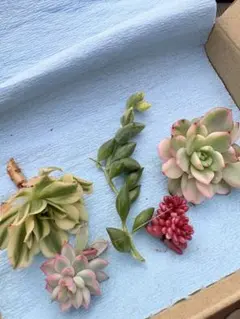 フラメンコ錦　レッドベリー錦　女雛錦　マイバッハ　エンジェルティアーズ