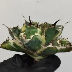 アガベ 白鯨 縞斑錦 鉢ごとメルカリ便 - メルカリ