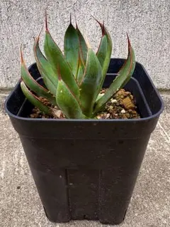 アガベ　マンガベ　美株　プレイングハンズ　メリクロン株　ハイブリッド PW公式オンラインストア / 【2025NEW】マンガベ プレイングハンズ