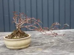 2026年最新】ツツジ盆栽の人気アイテム - メルカリ